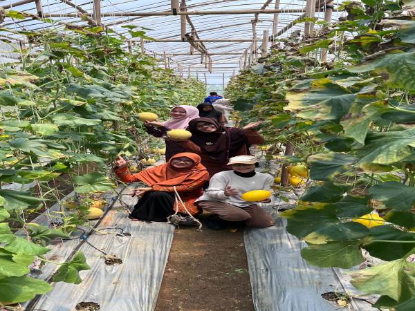 foto panen melon di kebun pembelajaran